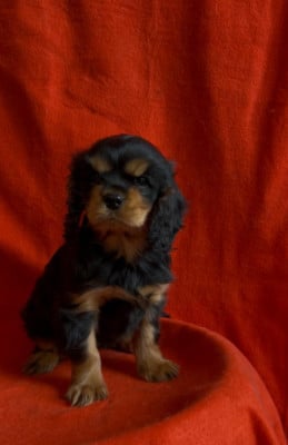 Les chiots de Cavalier King Charles Spaniel