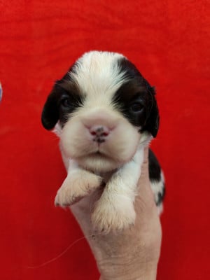 Les chiots de Cavalier King Charles Spaniel