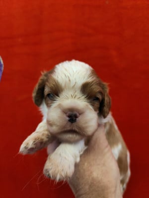 Les chiots de Cavalier King Charles Spaniel