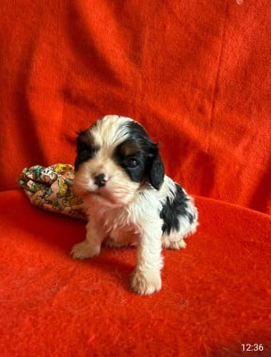Les chiots de Cavalier King Charles Spaniel
