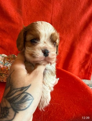 Les chiots de Cavalier King Charles Spaniel