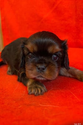 Les chiots de Cavalier King Charles Spaniel