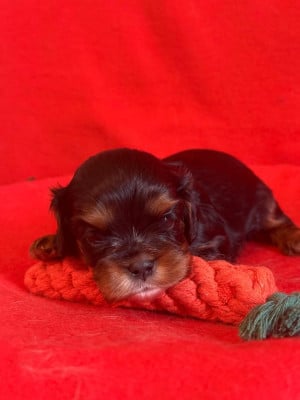 Les chiots de Cavalier King Charles Spaniel