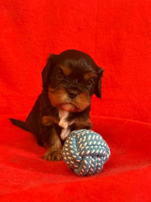 Les chiots de Cavalier King Charles Spaniel