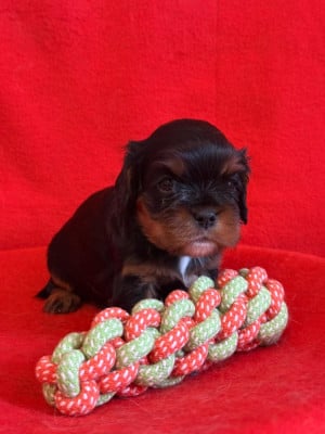 Les chiots de Cavalier King Charles Spaniel