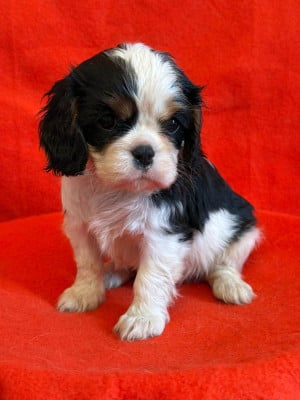 Les chiots de Cavalier King Charles Spaniel