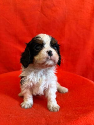 Les chiots de Cavalier King Charles Spaniel