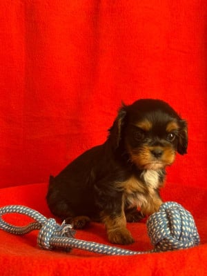 Les chiots de Cavalier King Charles Spaniel