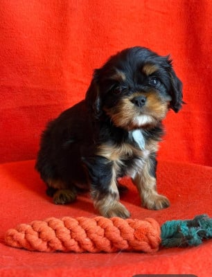 Les chiots de Cavalier King Charles Spaniel