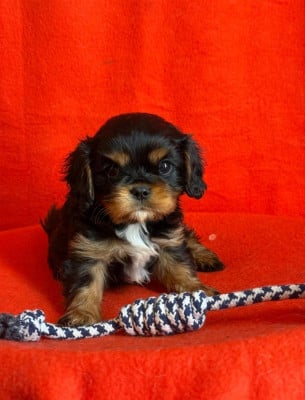 Les chiots de Cavalier King Charles Spaniel
