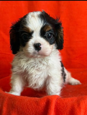 Les chiots de Cavalier King Charles Spaniel