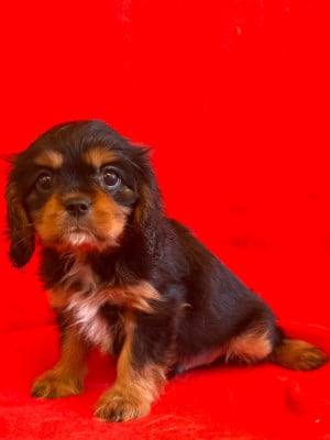 Les chiots de Cavalier King Charles Spaniel
