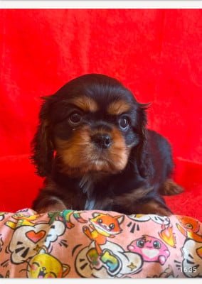Cavalier King Charles Spaniel