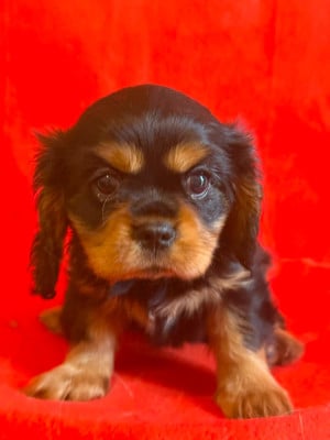 Les chiots de Cavalier King Charles Spaniel