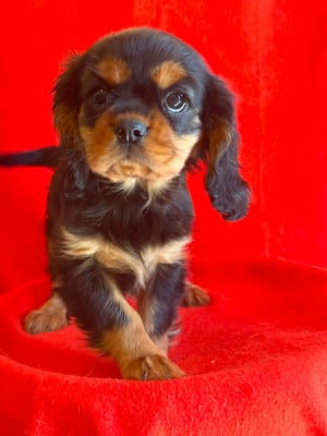 Les chiots de Cavalier King Charles Spaniel