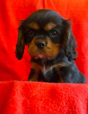 Les chiots de Cavalier King Charles Spaniel