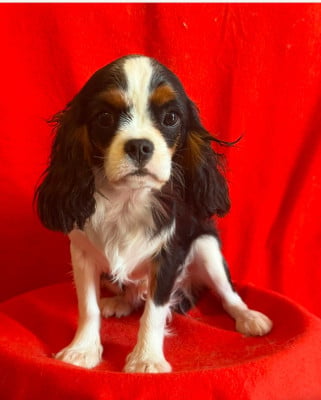 Les chiots de Cavalier King Charles Spaniel