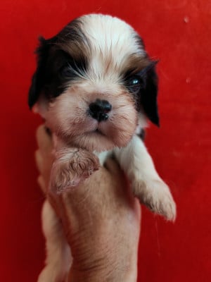 Les chiots de Cavalier King Charles Spaniel