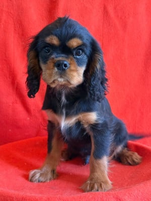 Les chiots de Cavalier King Charles Spaniel