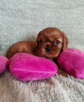 Les chiots de Cavalier King Charles Spaniel