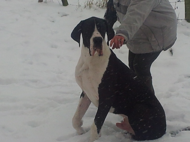 Fakir deutsche doggenzucht beaux chiens