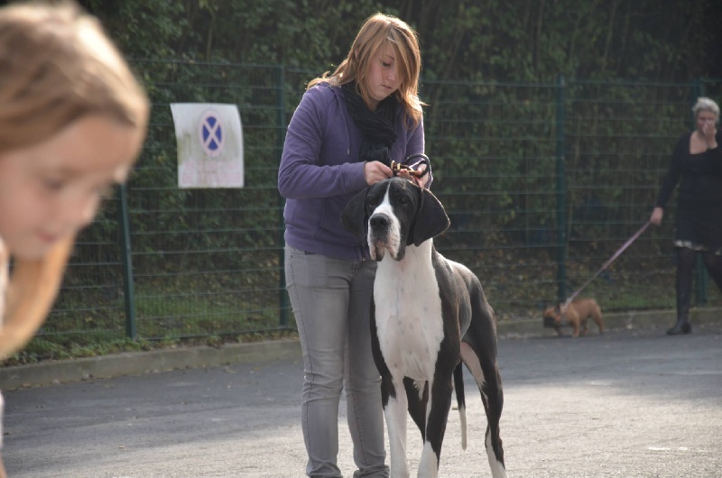 Fakir deutsche doggenzucht beaux chiens