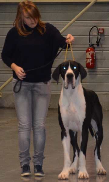 Fakir deutsche doggenzucht beaux chiens