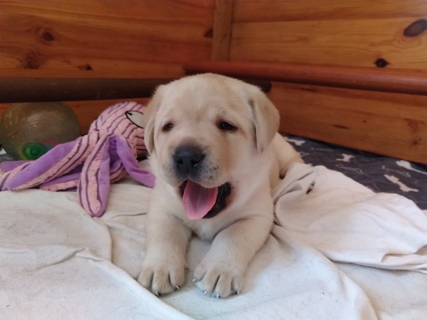Mâle collier bleu - Labrador Retriever