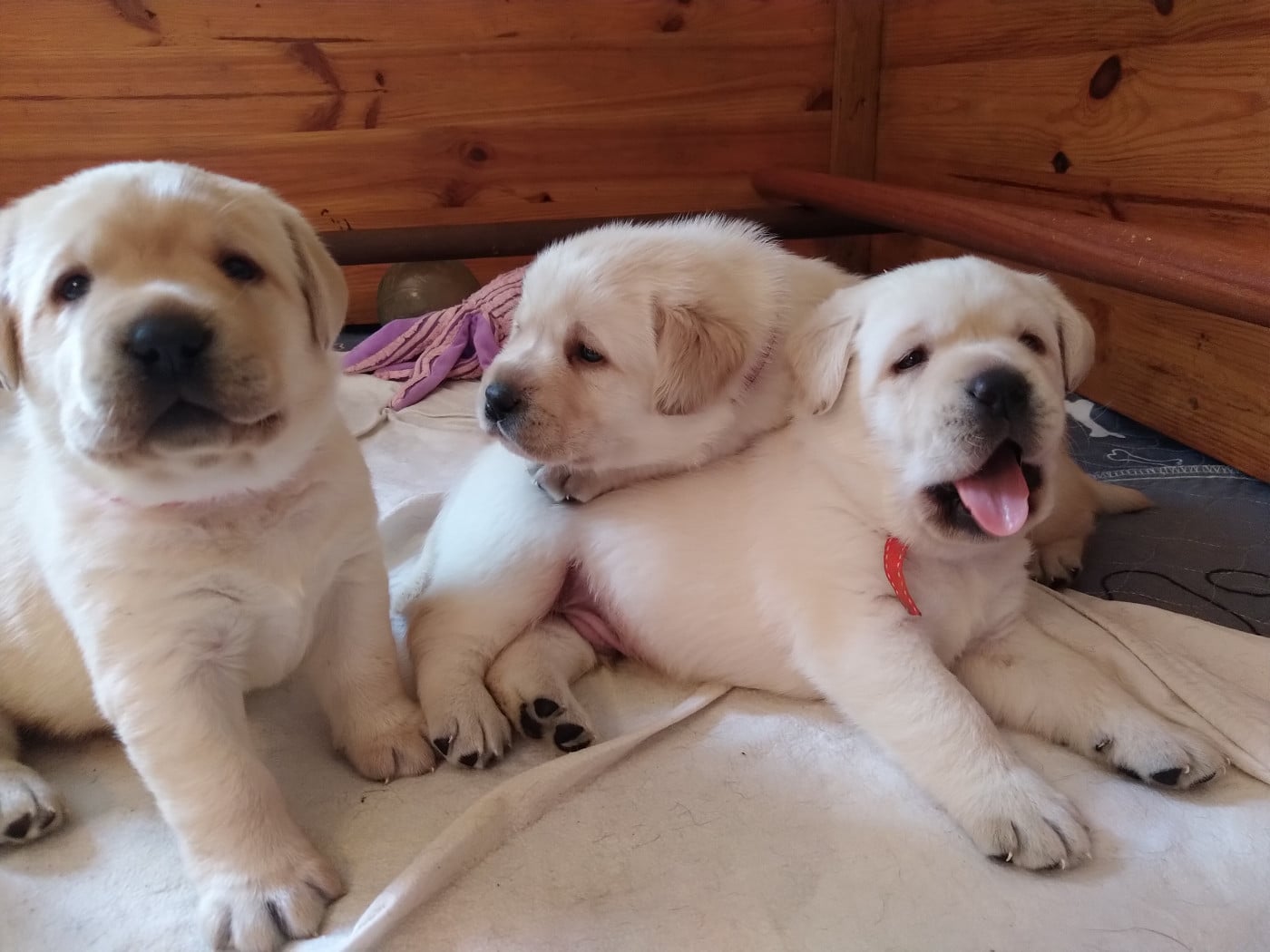 Mâle collier orange - Labrador Retriever