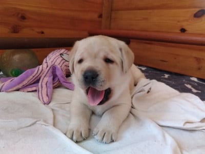 Les chiots de Labrador Retriever