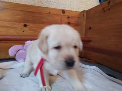 Les chiots de Labrador Retriever