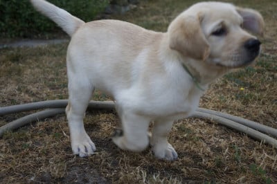 Les chiots de Labrador Retriever