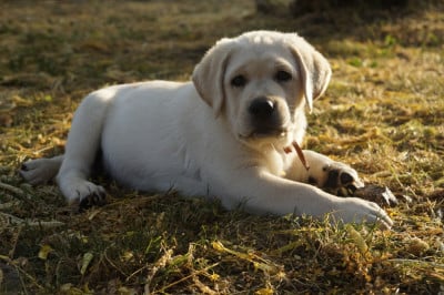 Les chiots de Labrador Retriever