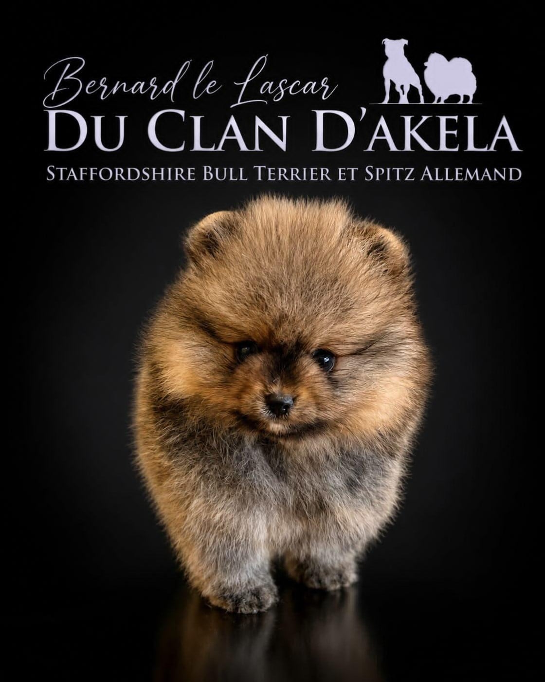 Spitz allemand - Du Clan D'Akela