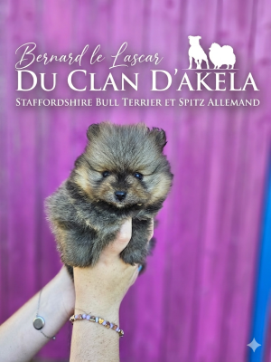 Les chiots de Spitz allemand