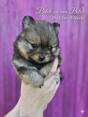 Les chiots de Spitz allemand