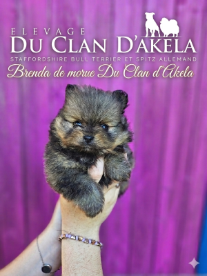 Les chiots de Spitz allemand