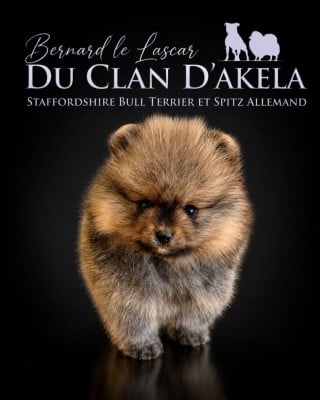 Les chiots de Spitz allemand