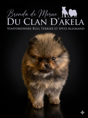 Les chiots de Spitz allemand