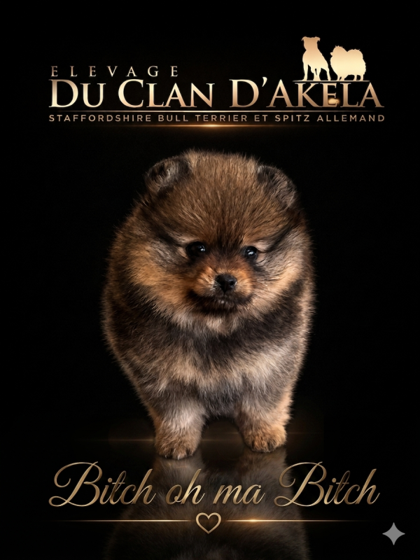 Spitz allemand - Du Clan D'Akela