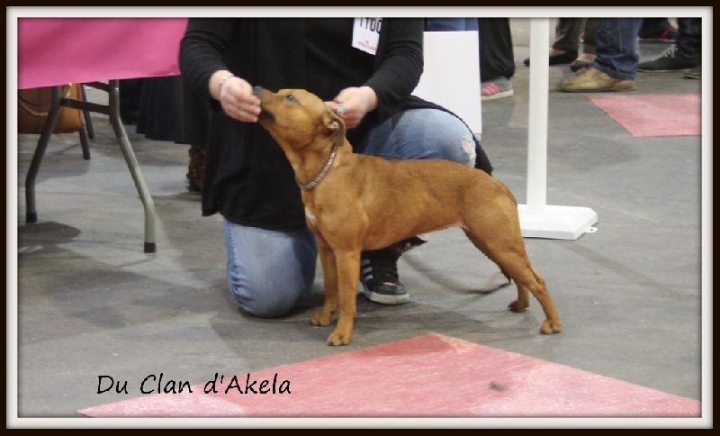 hot king staff Somebody to love - 1er exc jaune