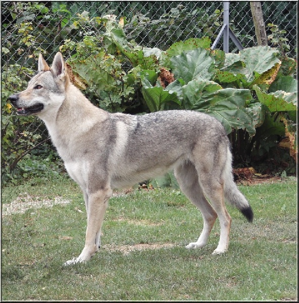 Chien Elevage Of Eyotas Farm Eleveur De Chiens Chien