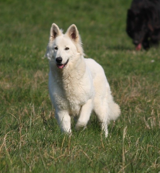 Publication : Blue Mystic Wolf Auteur : Nadia CLEMENT