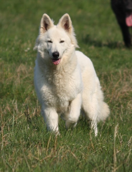 Publication : Blue Mystic Wolf Auteur : Nadia CLEMENT