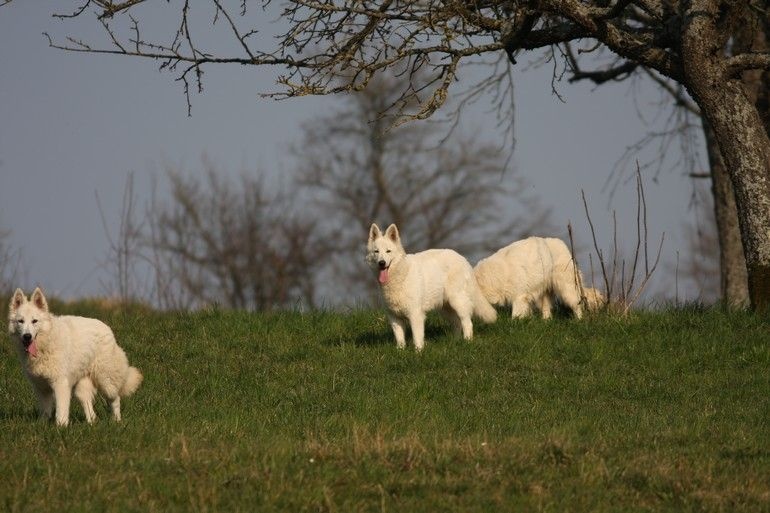 Publication : Blue Mystic Wolf Auteur : Nadia CLEMENT