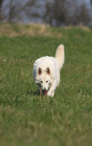 Publication : Blue Mystic Wolf Auteur : Nadia CLEMENT