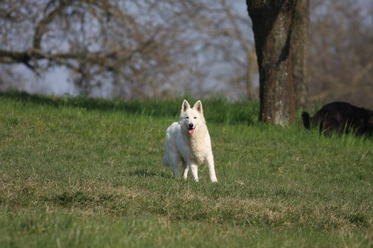 Publication : Blue Mystic Wolf Auteur : Nadia CLEMENT