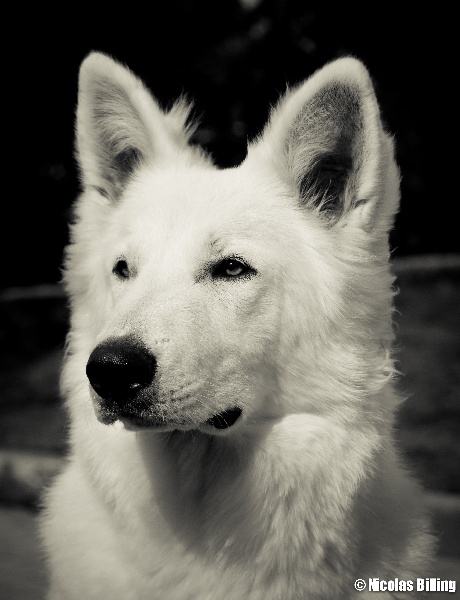 Publication : Blue Mystic Wolf Auteur : Nadia CLEMENT