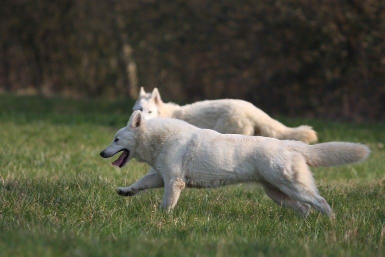 Publication : Blue Mystic Wolf Auteur : Nadia CLEMENT
