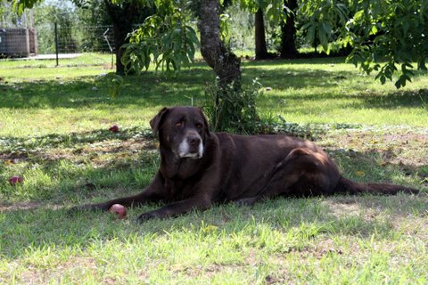 Publication : Du Chateau De Bigny Auteur : Valerie LAMOLET